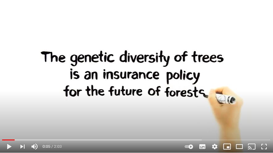 The genetic diversity of trees is an insurance policy for the future of forests